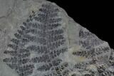 Fossil Fern (Sphenopteris & Lygenopteris) Plate - Alabama #111198-1
